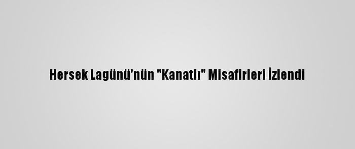 Hersek Lagünü'nün "Kanatlı" Misafirleri İzlendi