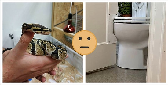 15 раз, когда люди арендовывали квартиру...с сюрпризом (и не всегда приятным)