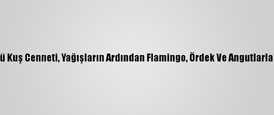 Seyfe Gölü Kuş Cenneti, Yağışların Ardından Flamingo, Ördek Ve Angutlarla Şenlendi