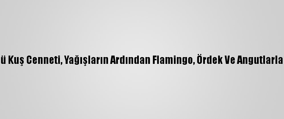 Seyfe Gölü Kuş Cenneti, Yağışların Ardından Flamingo, Ördek Ve Angutlarla Şenlendi