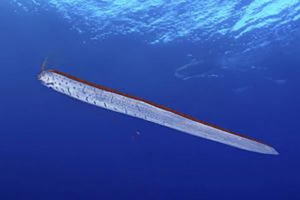 Ilıman ve sıcak suları tercih eden kral ringalar, okyanusların 300 ile 1000 metre derinliklerinde yaşıyor.
