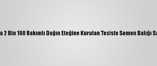 Muş'ta 2 Bin 100 Rakımlı Dağın Eteğine Kurulan Tesiste Somon Balığı Sağımı