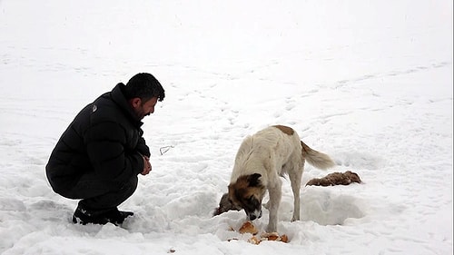 Yavruları Donarak Ölen Anne Köpek 5 Gündür Başlarından Ayrılmıyor...