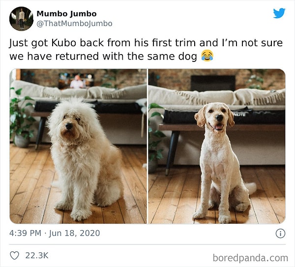 4. А это точно мой песик?