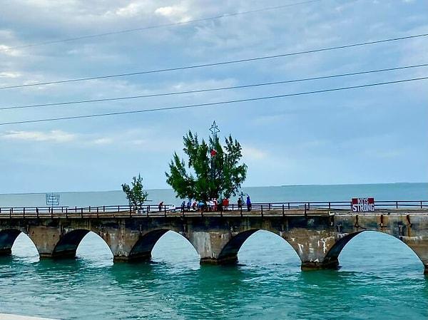 4. Florida Keys'deki eski bir demiryolu köprüsünde büyüyen "Fred the Tree" isimli bir Avustralya çamı var.