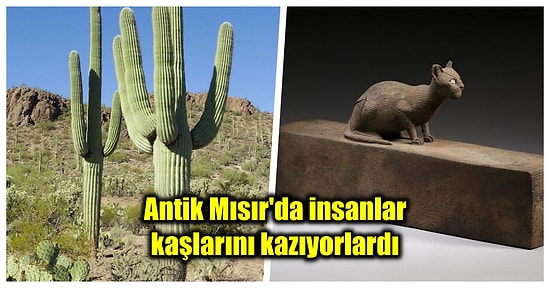 Hiçbir Okulda Öğretilmeyen, 'Bir Yaşıma Daha Girdim' Dedirtecek Birbirinden Enteresan 21 Bilgi