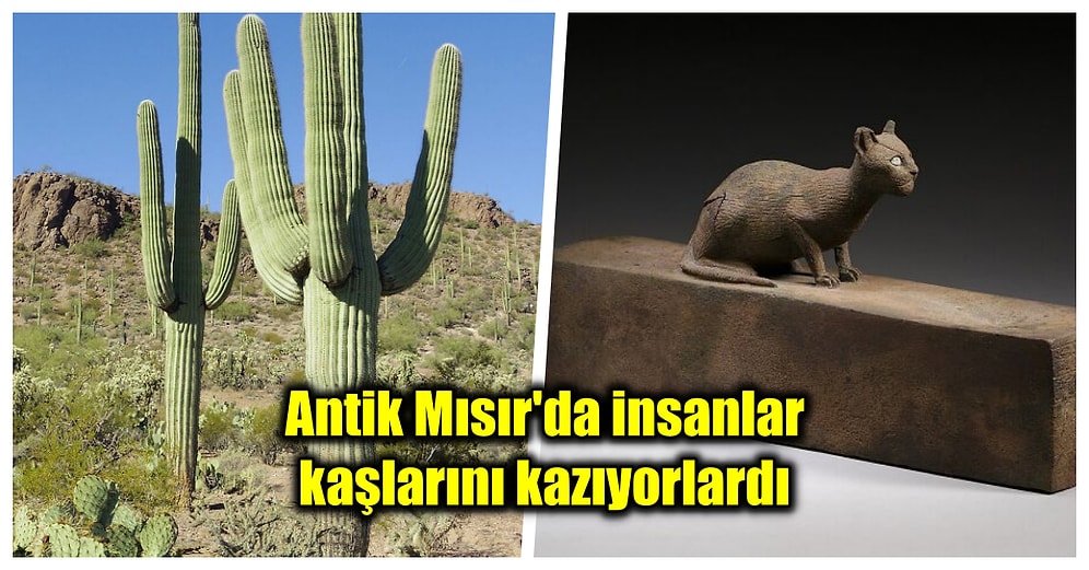 Hiçbir Okulda Öğretilmeyen, 'Bir Yaşıma Daha Girdim' Dedirtecek Birbirinden Enteresan 21 Bilgi