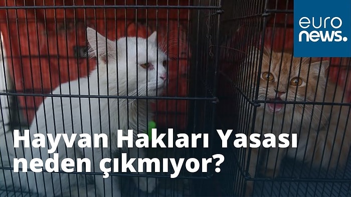 Hayvan Hakları Yasası Neden Çıkmıyor?