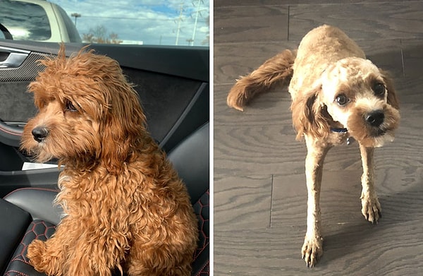 3. Он был похож на белку из "Ледникового периода"