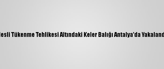 Nesli Tükenme Tehlikesi Altındaki Keler Balığı Antalya'da Yakalandı