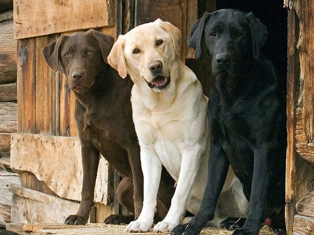 Labrador Retriever!