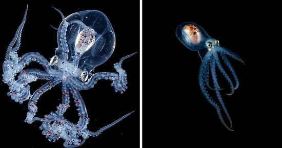 Фотограф запечатлел молодого осьминога с прозрачной головой, и вы даже можете увидеть его мозг!