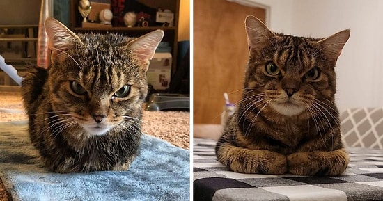 Сердитая мордочка, но любящее сердце: Бездомный кот с угрюмым лицом набирает популярность в Интернете