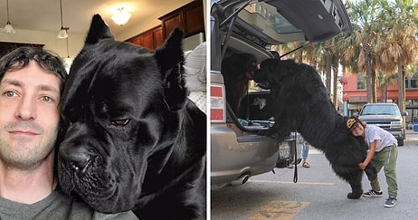 15 самых огромных собак, которые не осознают того, насколько они большие (Часть 1)