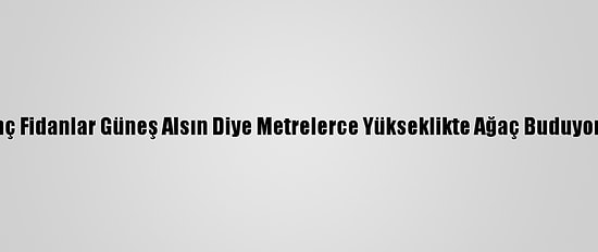 Genç Fidanlar Güneş Alsın Diye Metrelerce Yükseklikte Ağaç Buduyorlar