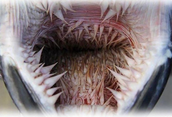 7. Пасть черепахи О_о