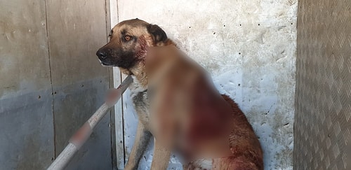 Köpeği Tüfekle Yaraladı, Basın Mensuplarına Çıkıştı: 'Sanki Adam Öldürdük, Ne Çekiyorsunuz?'