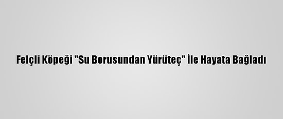 Felçli Köpeği "Su Borusundan Yürüteç" İle Hayata Bağladı