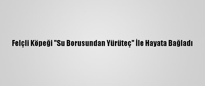 Felçli Köpeği "Su Borusundan Yürüteç" İle Hayata Bağladı