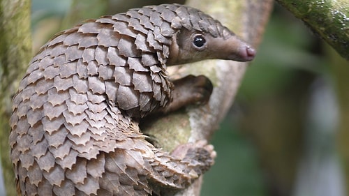 Pangolinlerde İnsana Sıçrayabilecek Farklı Bir Koronavirüs Belirlendi