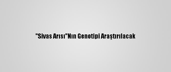 "Sivas Arısı"Nın Genotipi Araştırılacak