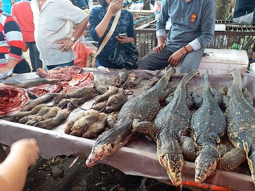 Wuhan’da İnceleme Yapan DSÖ Yetkilisi: Canlı Hayvan Pazarında Önemli İpuçları Bulduk