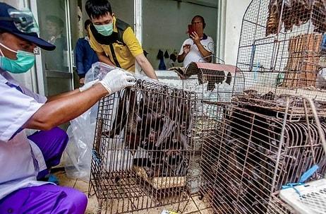 Wuhan’da İnceleme Yapan DSÖ Yetkilisi: 'Canlı Hayvan Pazarında Önemli İpuçları Bulduk'