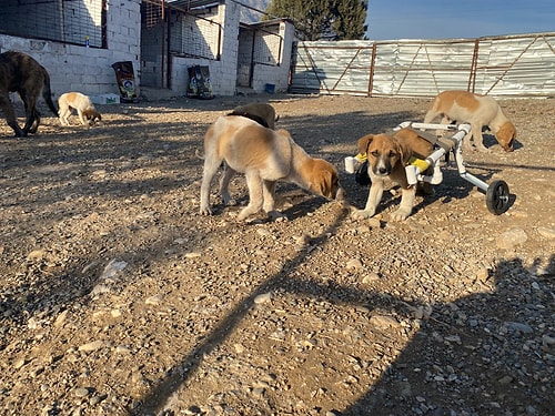 Hasret Kaldığımız Haberler: Felçli Köpeğe Su Borusundan 'Yürüteç' Yaptı