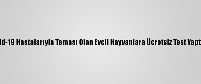 Seul'de Kovid-19 Hastalarıyla Teması Olan Evcil Hayvanlara Ücretsiz Test Yaptırılabilecek