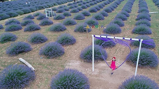 Lavantanın Mucizesi mi? Koronavirüs, Mor Renkli Köyde Görülmedi