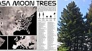 Üçte Biri Ölmüş: NASA, 50 Yılın Ardından Ay Ağaçlarının Haritasını Yayınladı