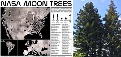 Üçte Biri Ölmüş: NASA, 50 Yılın Ardından Ay Ağaçlarının Haritasını Yayınladı