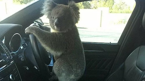 Zincirleme Trafik Kazasına Neden Olan Koala Direksiyonda Poz Verdi...