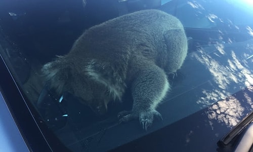 Zincirleme Trafik Kazasına Neden Olan Koala Direksiyonda Poz Verdi...