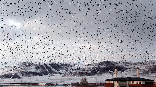 Hitchcock'un 'Kuşlar' Filmini Anımsatan Ardahan'daki Karga İstilası