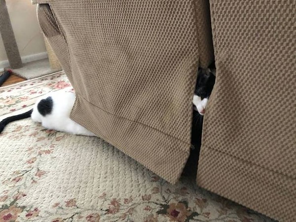 7. "С моим котом явно что-то не в порядке".