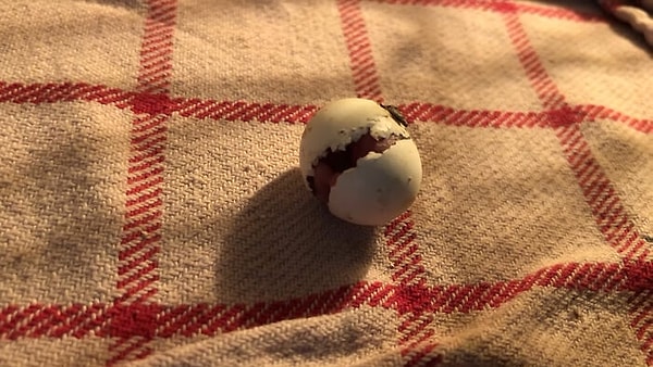 И вот, на 19-й день ухода за яйцом, птичка наконец начала вылупляться.