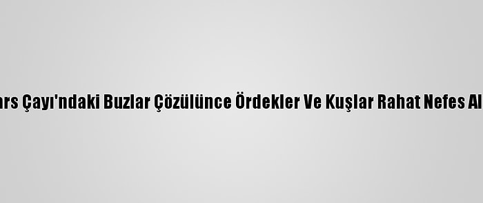 Kars Çayı'ndaki Buzlar Çözülünce Ördekler Ve Kuşlar Rahat Nefes Aldı