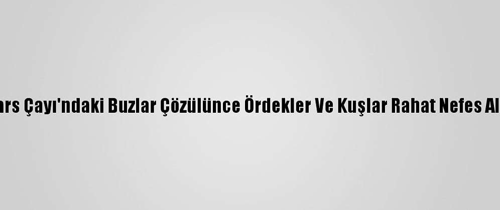 Kars Çayı'ndaki Buzlar Çözülünce Ördekler Ve Kuşlar Rahat Nefes Aldı