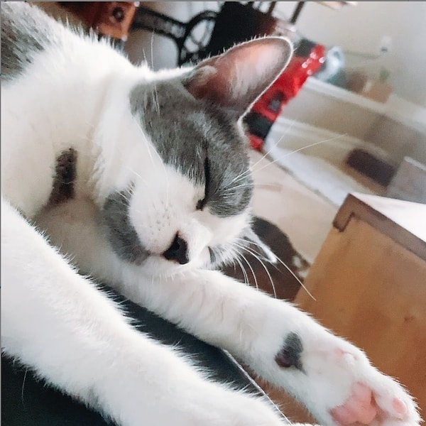 5. Ривер не только покрыт сердечками, но и полон любви. Котенок оказался очень спокойным, внимательным и ласковым.