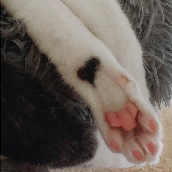 8. Так, котенок, покрытый сердцами, стал лучшим лекарством для разбитых сердец 💜.