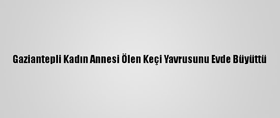 Gaziantepli Kadın Annesi Ölen Keçi Yavrusunu Evde Büyüttü