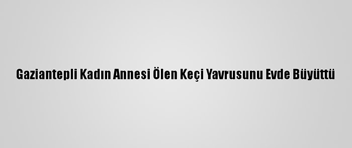 Gaziantepli Kadın Annesi Ölen Keçi Yavrusunu Evde Büyüttü