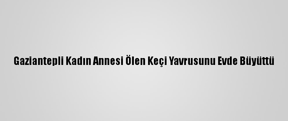 Gaziantepli Kadın Annesi Ölen Keçi Yavrusunu Evde Büyüttü