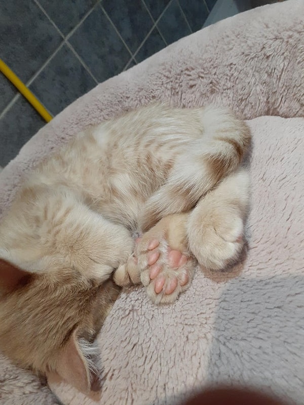 5. У этой кошки по 7 подушечек на каждой лапке