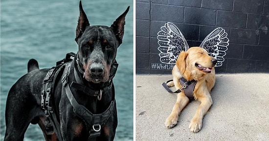 #ModelChallenge в Facebook: Люди делятся самыми модными фотографиями своих собак