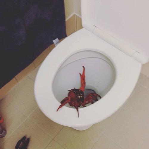 Tuvaletten her an davetsiz misafir çıkabilir.