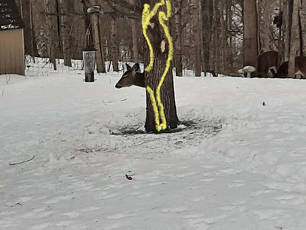 3. Макмиллан разместила загадочное фото рогатого лесного жителя на своей странице в Фейсбуке, чтобы немного позабавить и озадачить своих друзей.