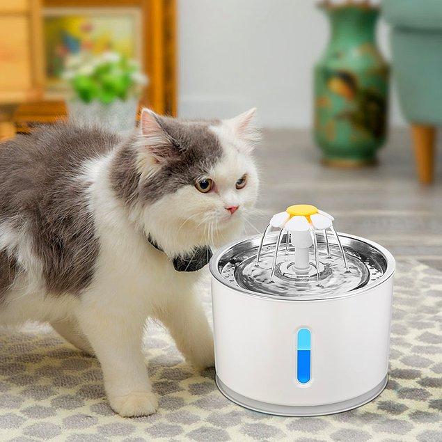 3. Kediler her zaman taze suyu severler.