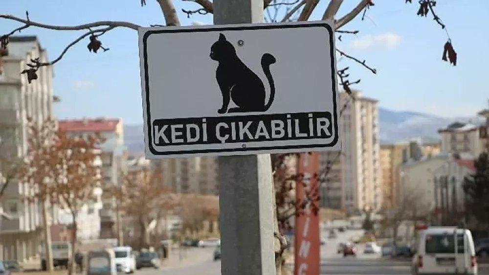 Bir Öğrenci Önerdi Sivas Belediyesi�nden Şehre �Kedi Çıkabilir
